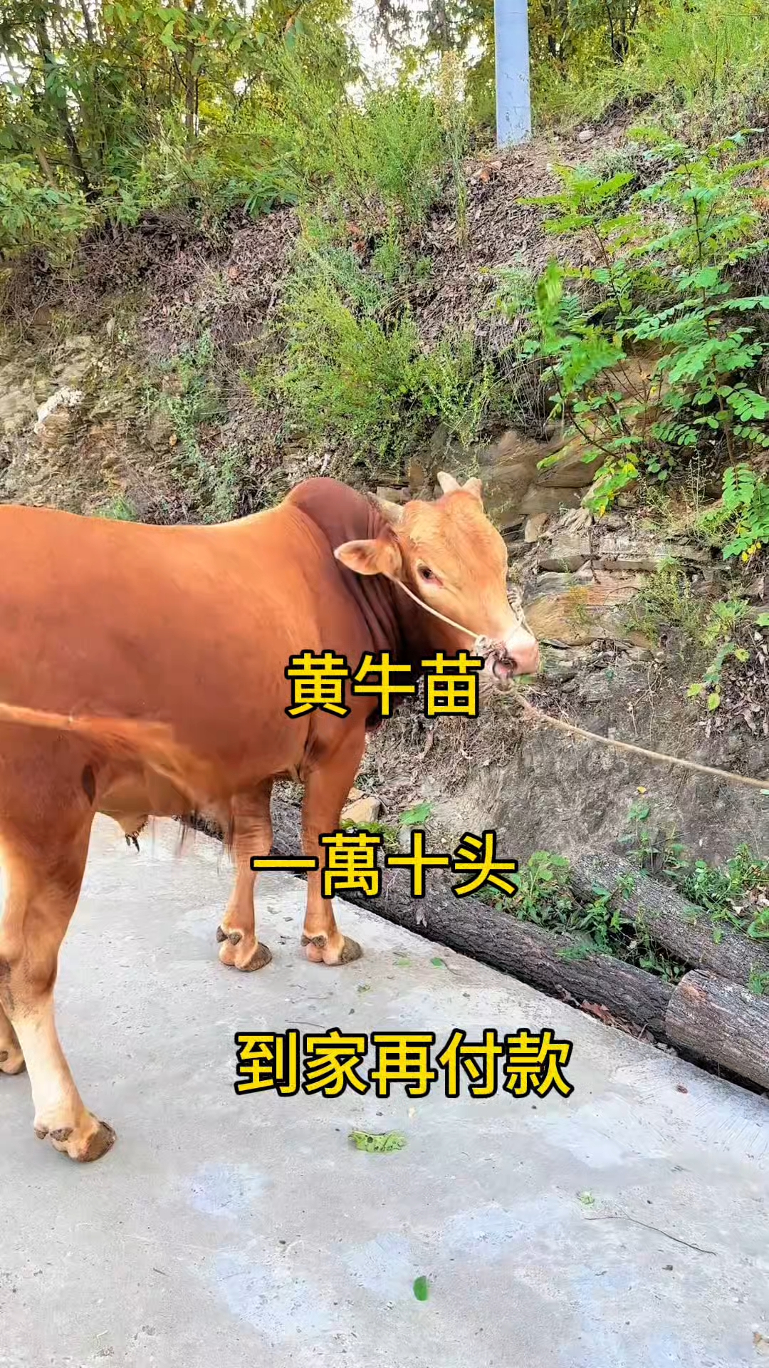 宁波最新黄牛代办方法分析(最方便真实的宁波黄牛代办网约车证方法)